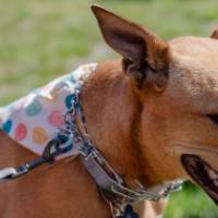 A dog smiling at the GVPD race.